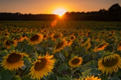 Sonnenblumenfeld